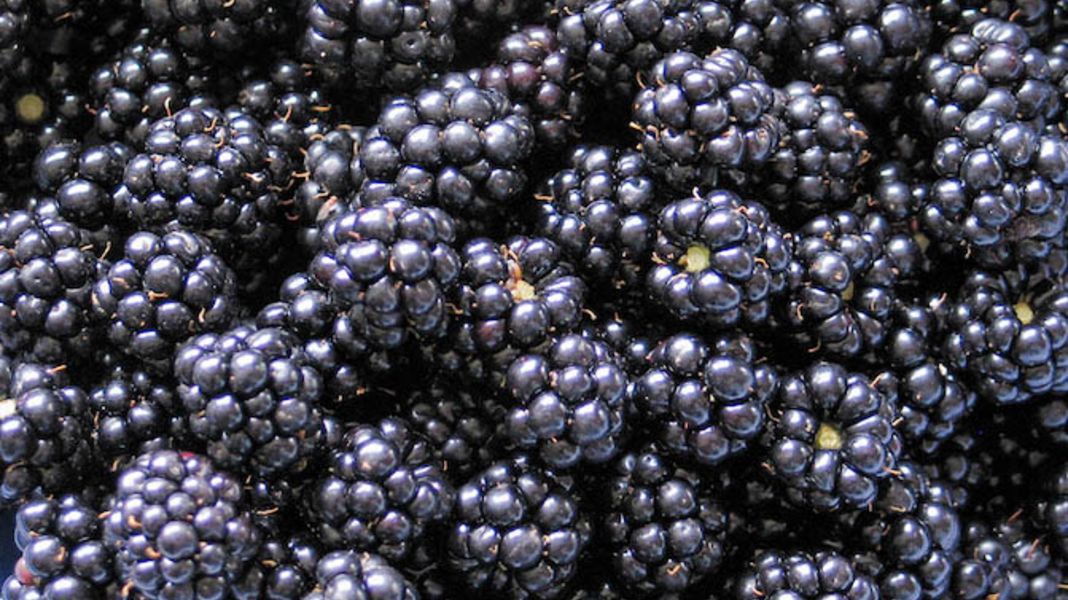 Brombeeren