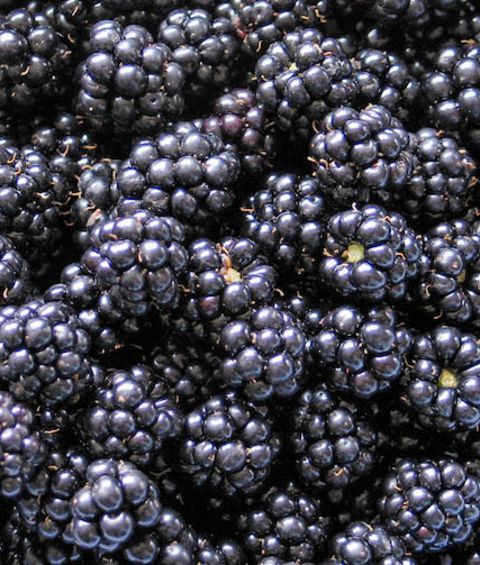 Brombeeren