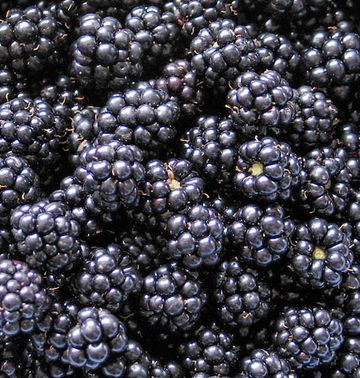 Brombeeren