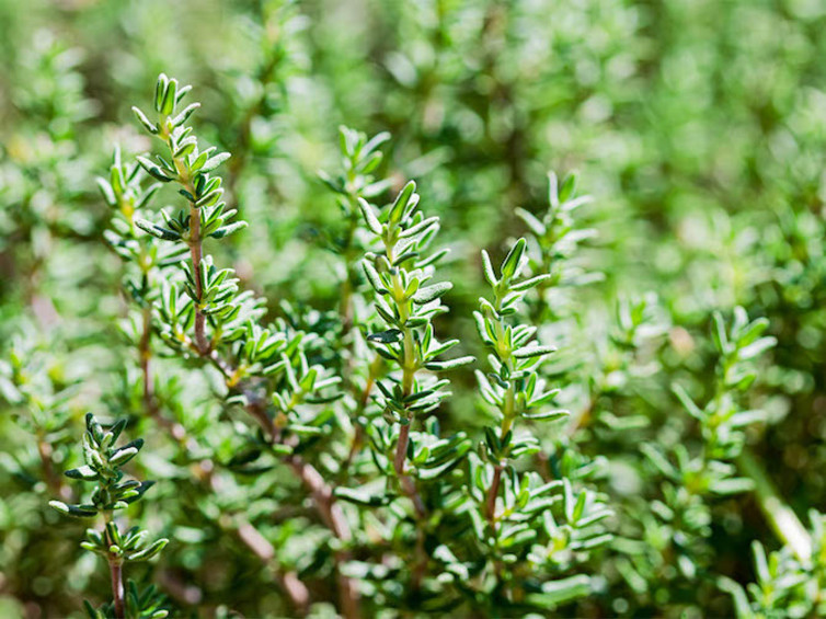 Thymian