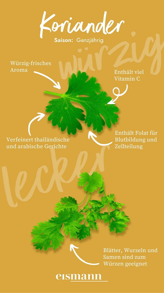 Koriander - Eigenschaften, Saison und Vorteile in der Ernährung
