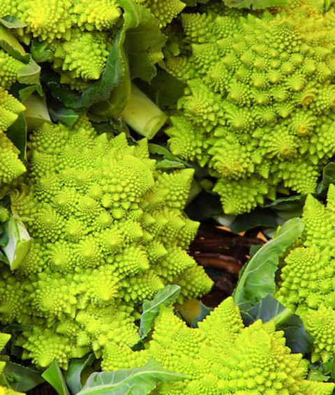 Romanesco