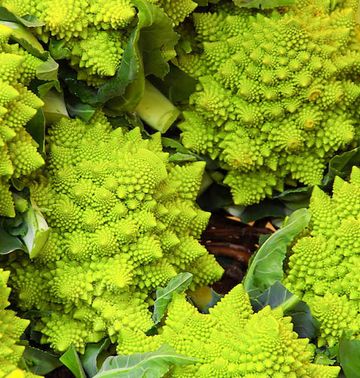 Romanesco