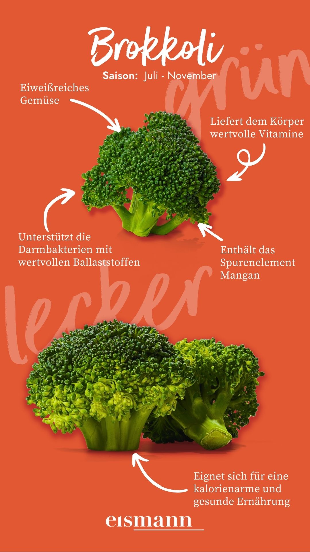 Brokkoli - Eigenschaften, Saison und Vorteile in der Ernährung