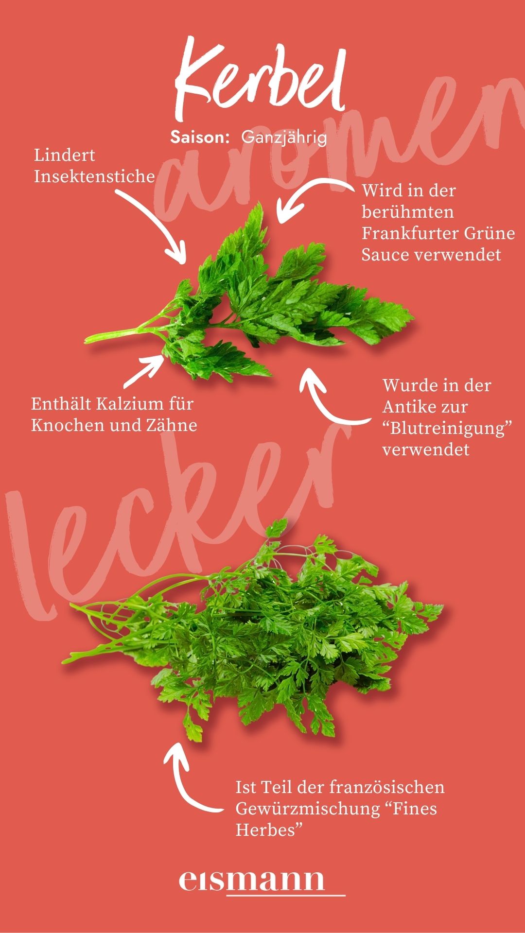 Kerbel - Eigenschaften, Saison und Vorteile in der Ernährung