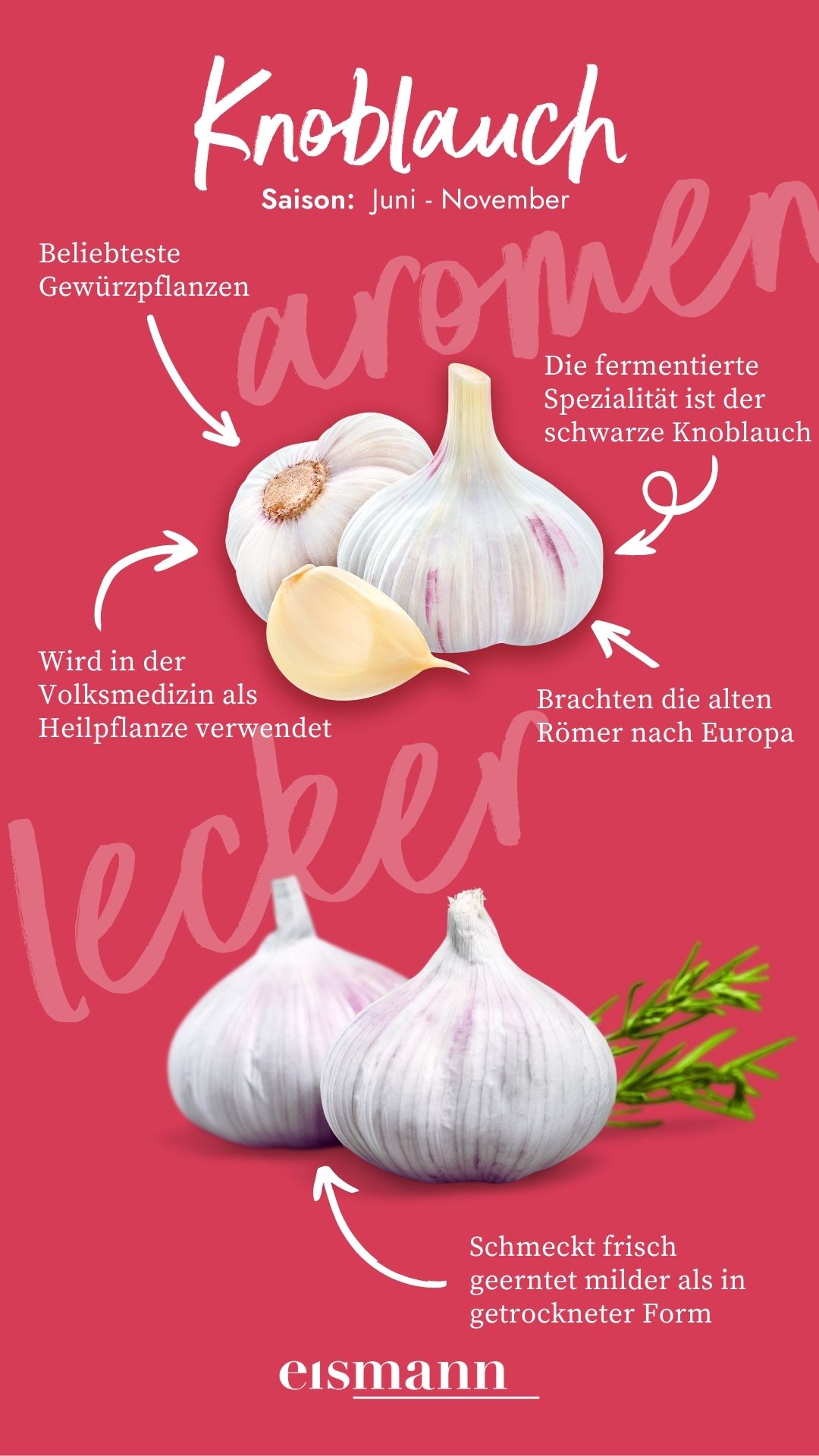 Knoblauch - Eigenschaften, Saison und Vorteile in der Ernährung