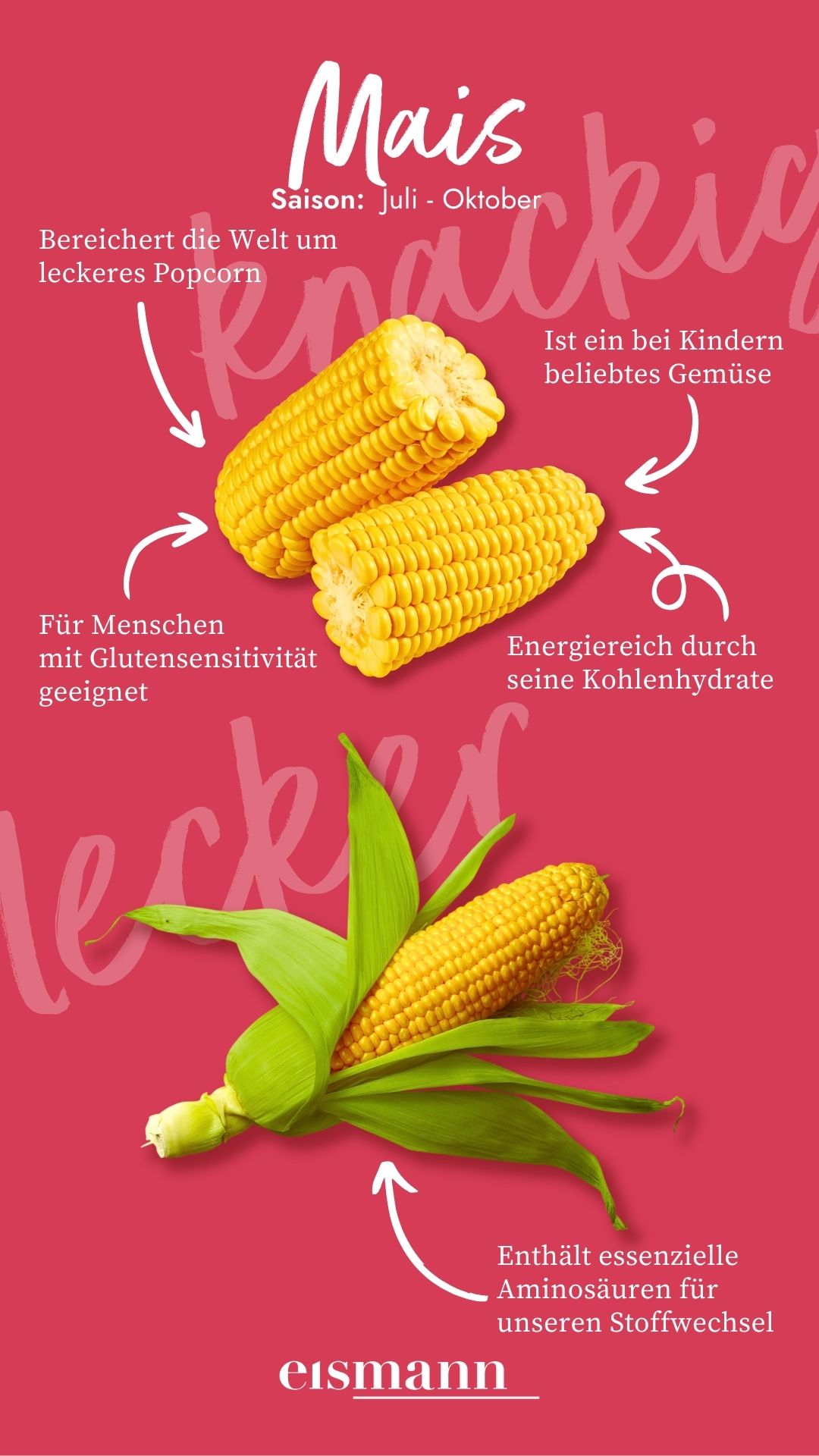 Mais - Eigenschaften, Saison und Vorteile in der Ernährung