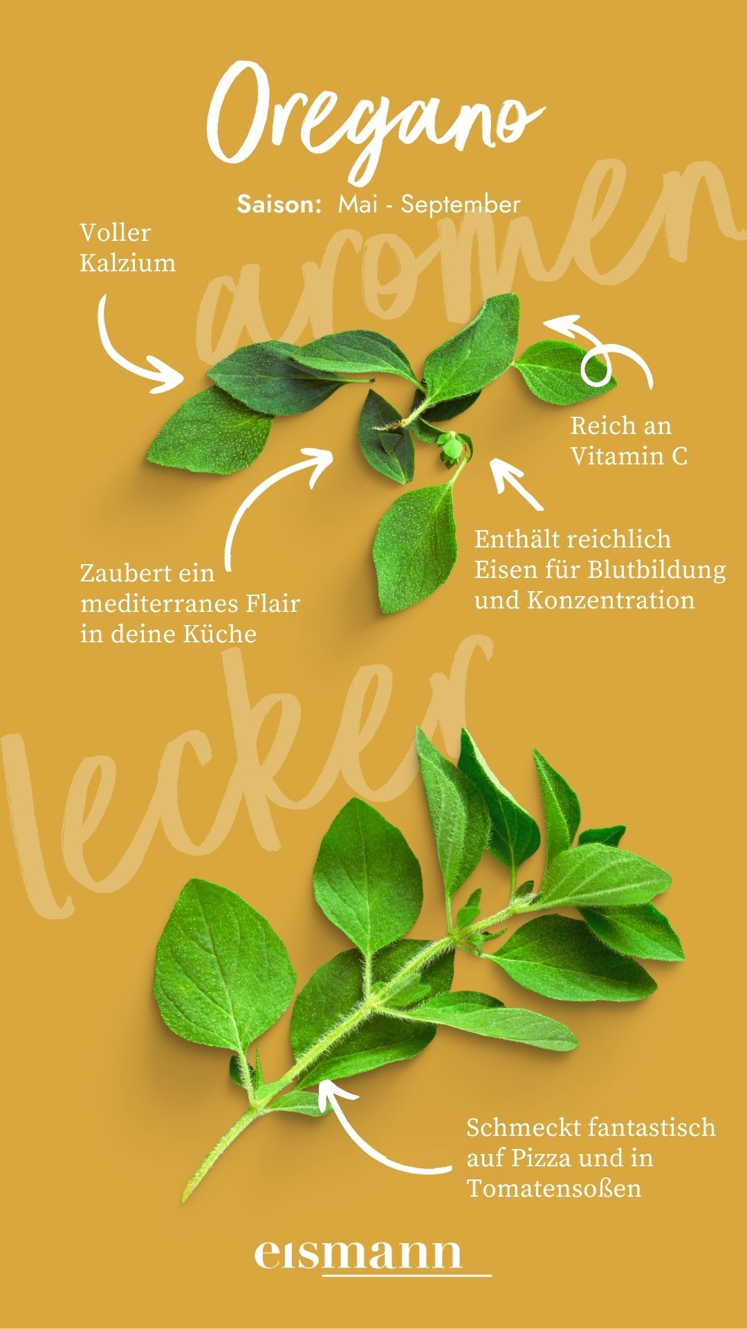 Oregano - Eigenschaften, Saison und Vorteile in der Ernährung