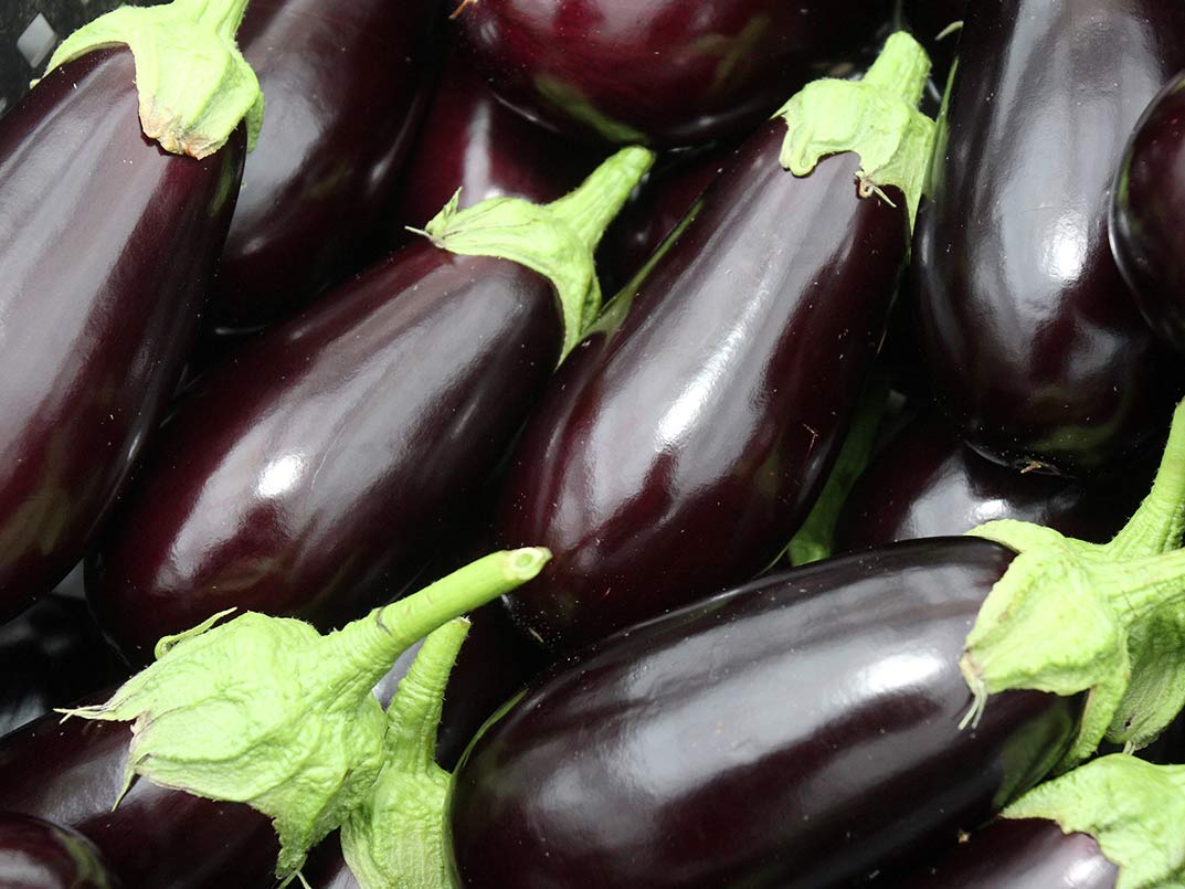 Aubergine
