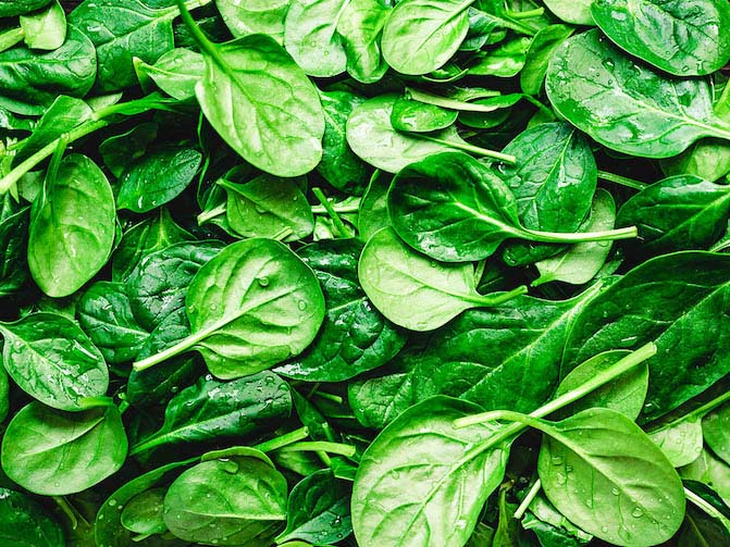 frischer Spinat